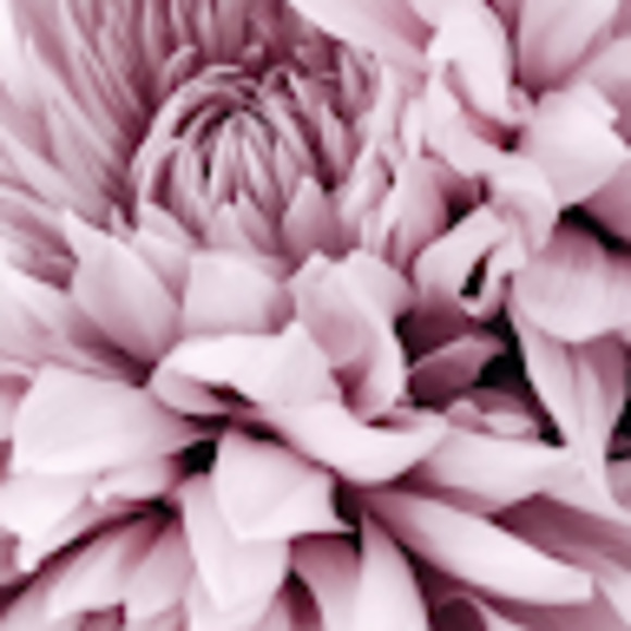 Meet your Posher, Lexxi - Picture 1 of 1